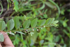 Phyllanthus gardnerianus